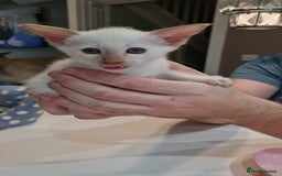 Siamese cats for sale: Siamese kittens 2 Chocolatepoint, 2 boys Bluepoint - Image 5