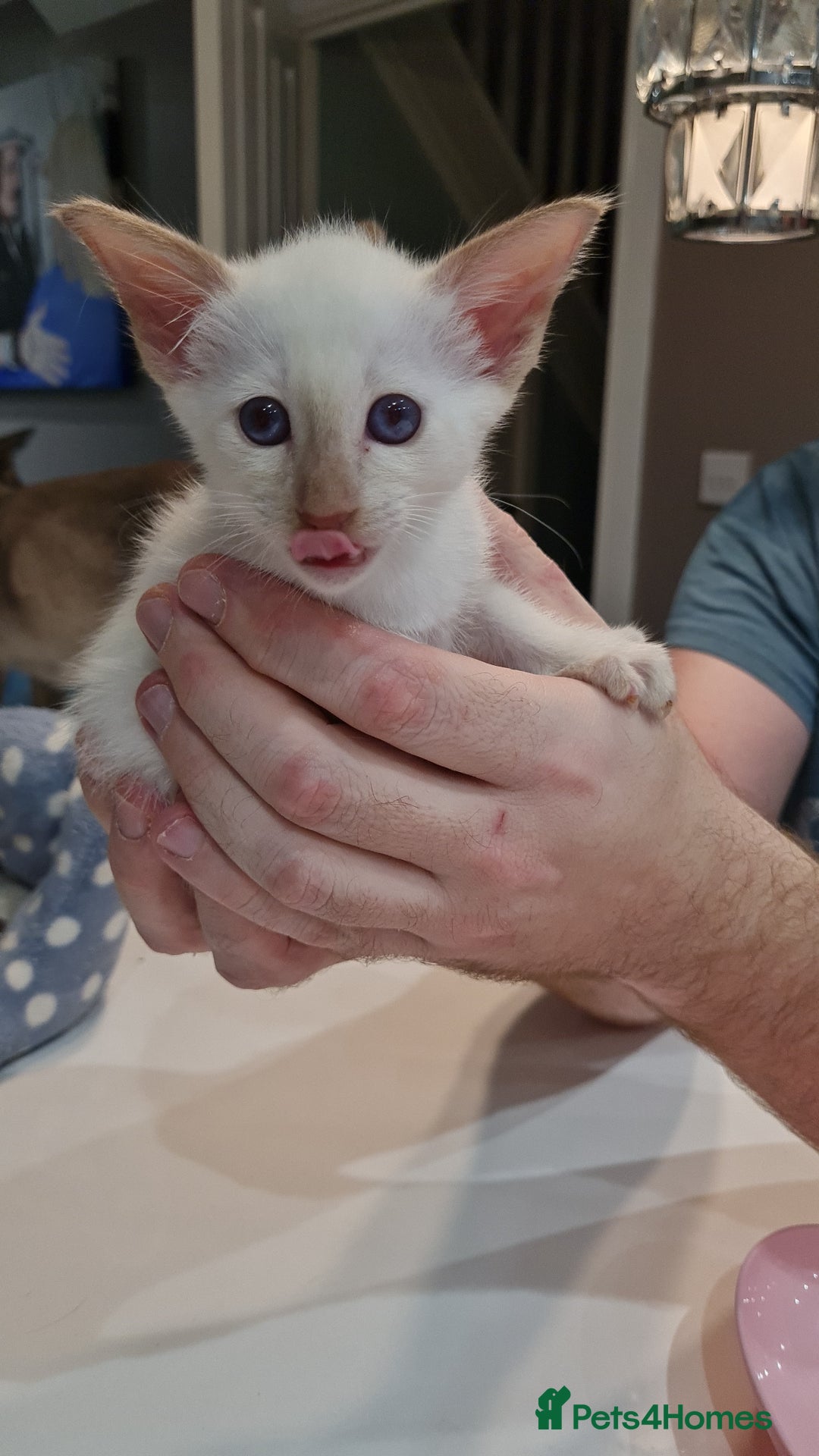 Siamese cats for sale: Siamese kittens 2 Chocolatepoint, 2 boys Bluepoint - Image 5