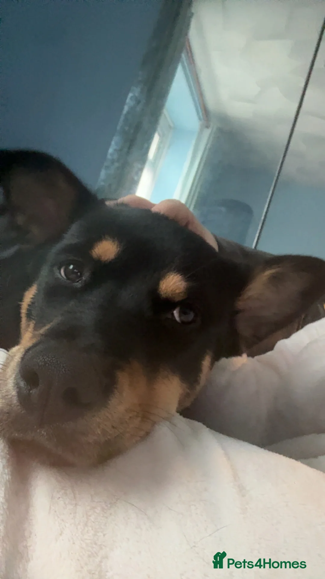 Mixed Breed dogs for sale: New home needed  - Advert 2