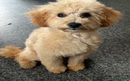 Toy Poodle dogs for sale: Last little girl toy poodle!!!! - Image 4