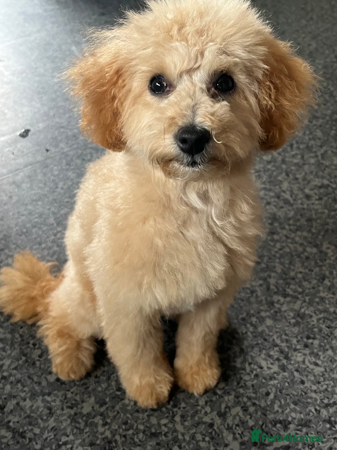 Toy Poodle dogs for sale: Last little girl toy poodle!!!! - Image 4