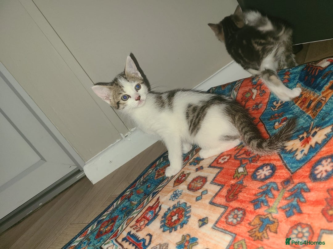 Mixed Breed cats for sale: Lilac & gold kittens  - Advert 12