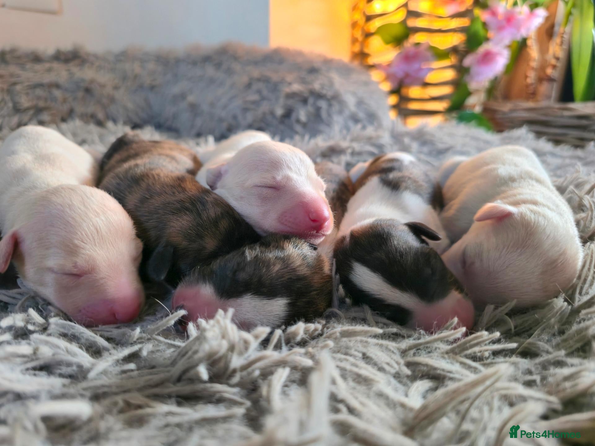 Whippet dogs KC Registered Small Whippet Puppies  - Advert 6