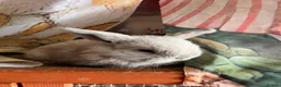Mini Lop rabbits for sale: Early Summer 2026 - Advert 20