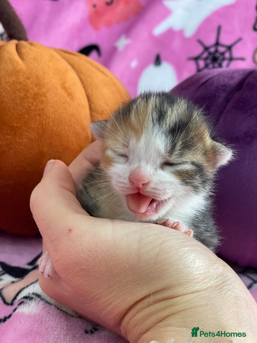 Mixed Breed cats for sale: Beautiful kittens looking for their forever homes - Advert 9