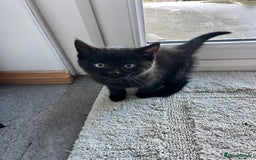 Mixed Breed cats for sale: Kittens for sale  - Advert 13