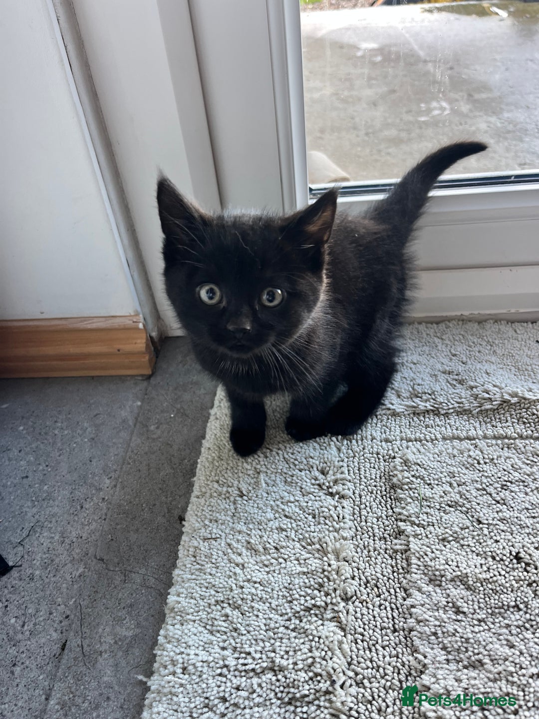 Mixed Breed cats for sale: Kittens for sale  - Advert 13