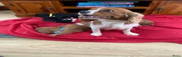 Cavalier King Charles Spaniel dogs for sale: Adorable Cavalier King Charles puppies  in Pencader - Advert 2