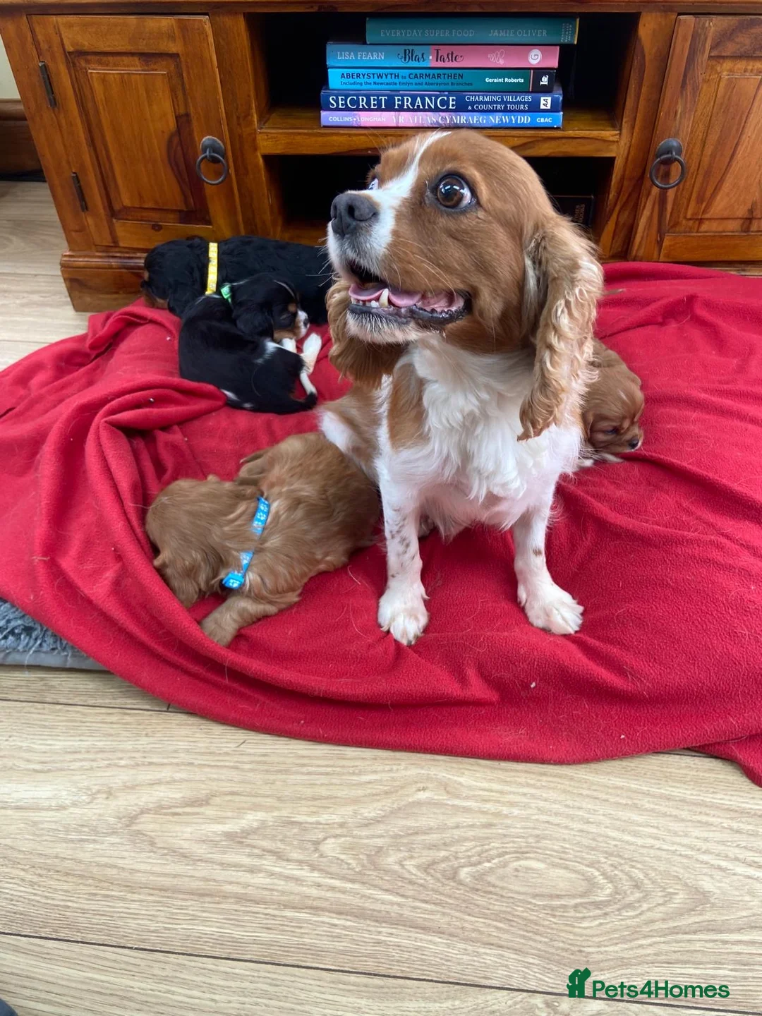 Cavalier King Charles Spaniel dogs for sale: Adorable Cavalier King Charles puppies  in Pencader - Advert 2