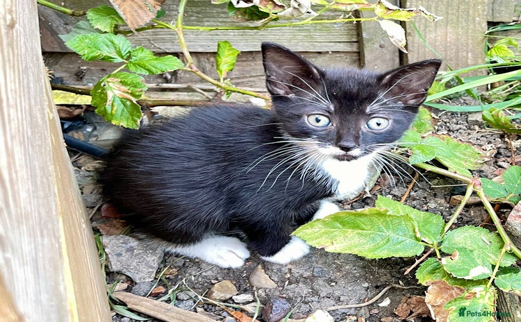 Mixed Breed cats in London - Advert 6