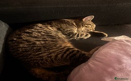 Mixed Breed cats for sale: Mixed Tabby kitten  - Image 7