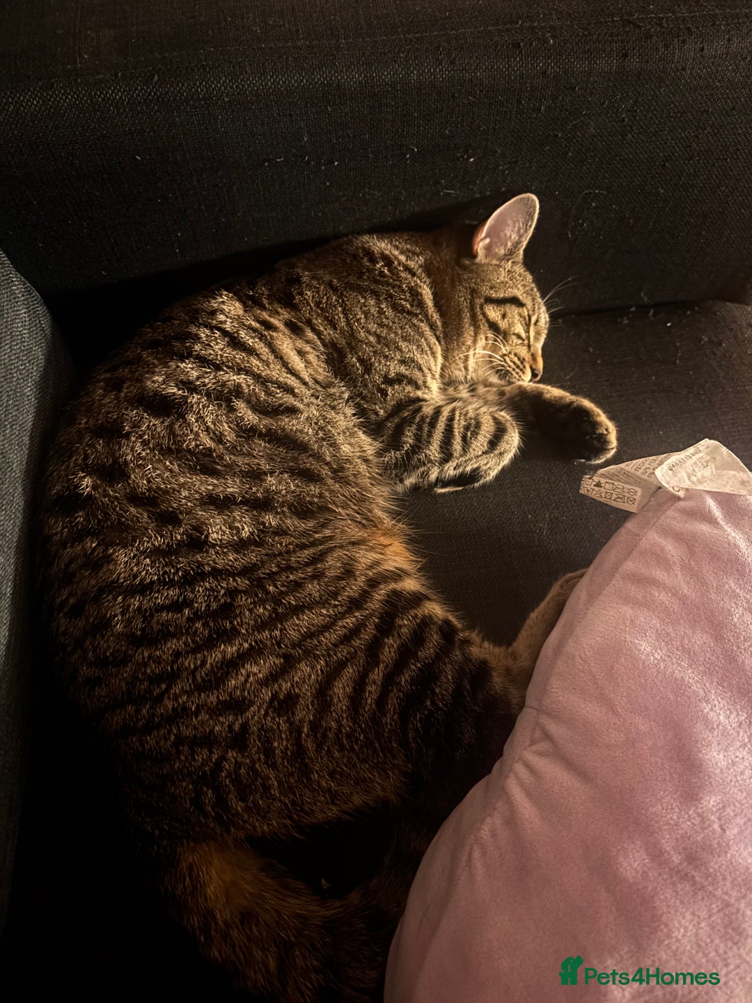 Mixed Breed cats for sale: Mixed Tabby kitten  - Image 7