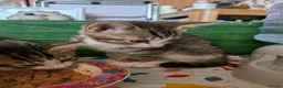 Domestic Shorthair cats for sale: Last 2 Tabby Kittens  - Advert 5