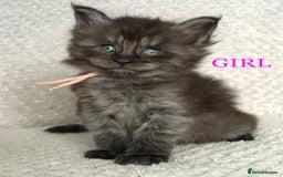 Maine Coon cats for sale: MaineCoon Kittens For Sale Black Smoke - Image 2