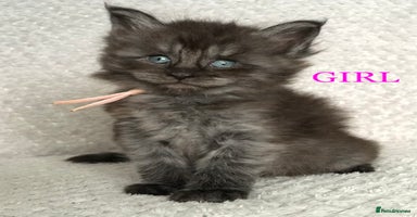 Maine Coon cats - Advert 6