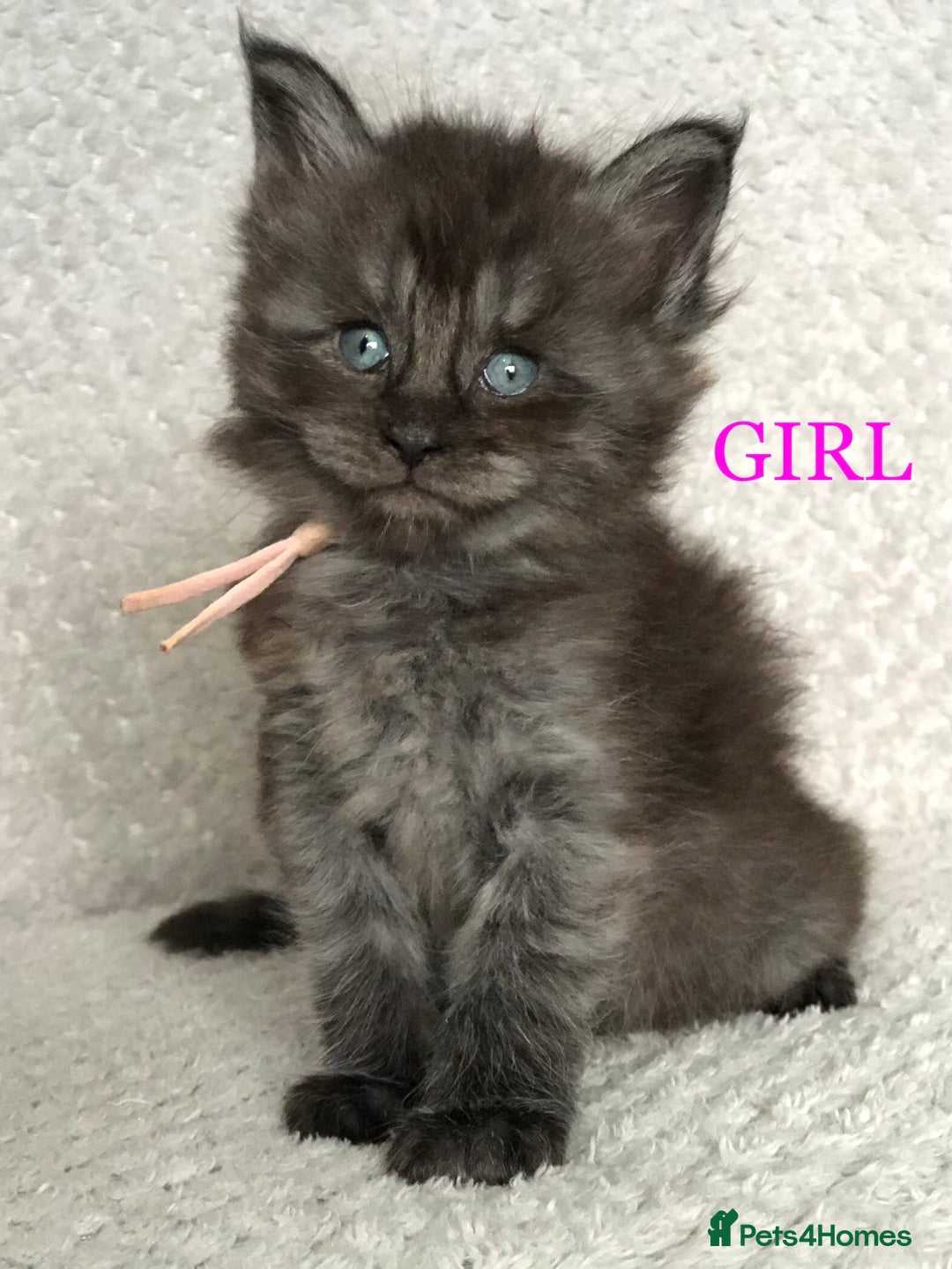 Maine Coon cats for sale: MaineCoon Kittens For Sale Black Smoke - Image 2