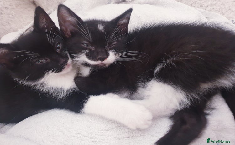 Mixed Breed cats - Advert 12
