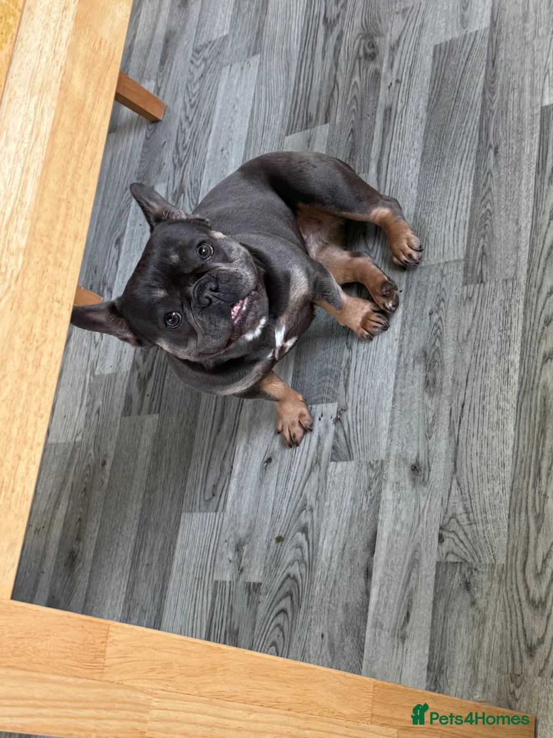 French Bulldog dogs for sale: French bulldog  - Advert 2