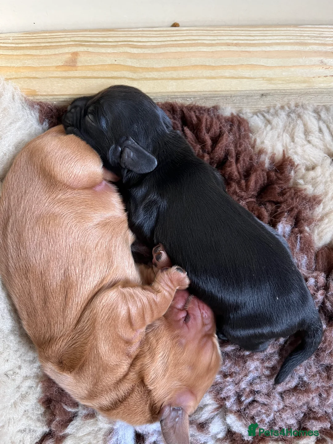 Cocker Spaniel dogs for sale: KC Registered Show Cocker Spaniels in Peterborough - Advert 14