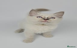 Ragdoll cats for sale: 🤍 STUNNING GCCF REGISTERED RAGDOLL KITTENS 🤍🤍 - Image 1