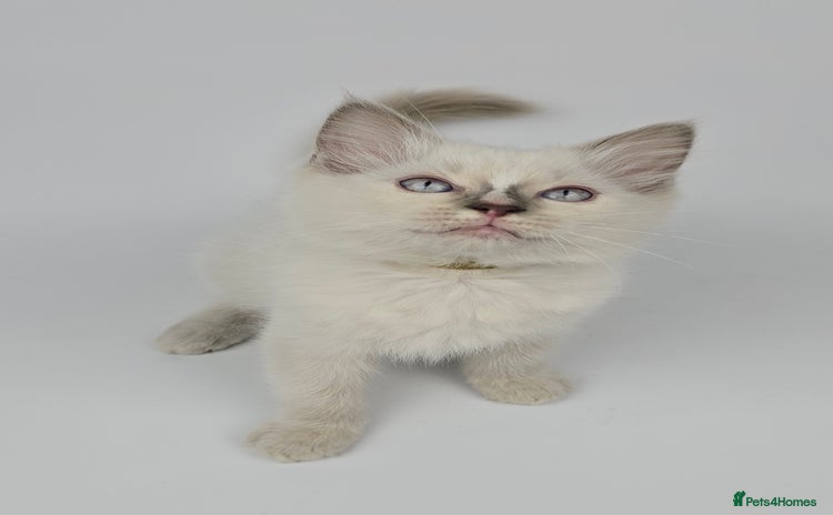 Ragdoll cats - Advert 4