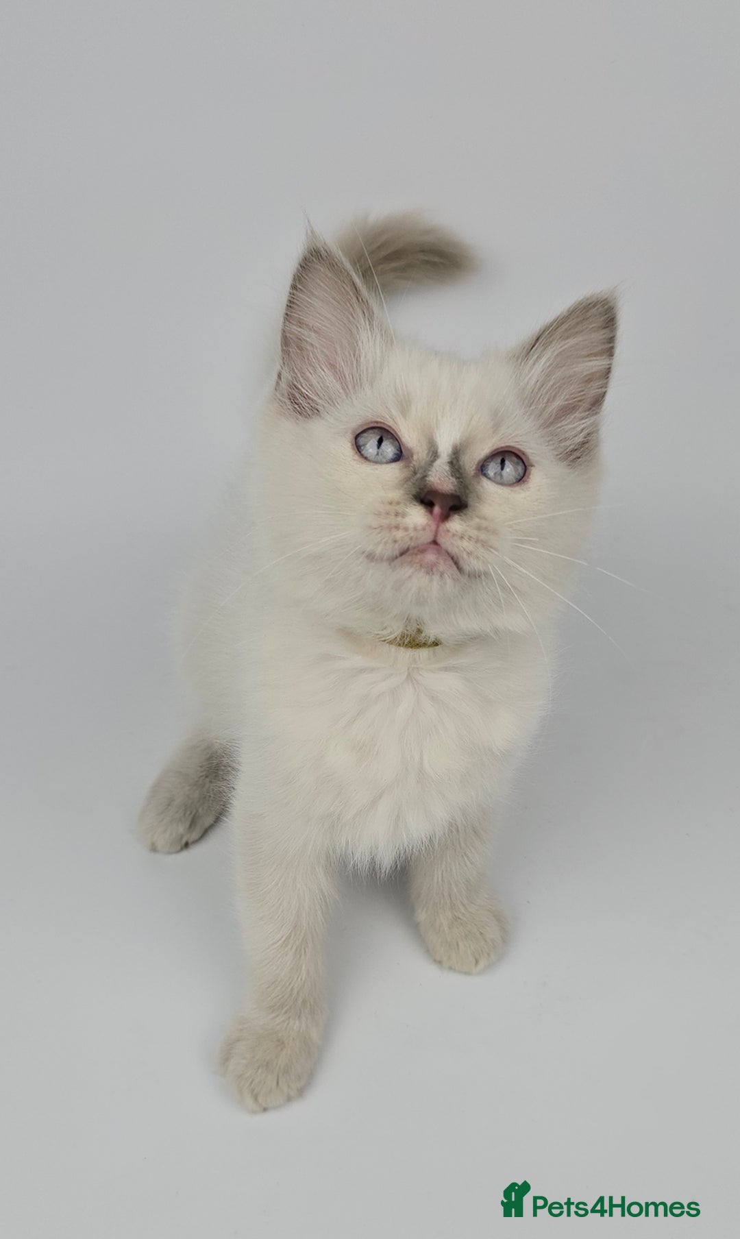 Ragdoll cats for sale: 🤍 STUNNING GCCF REGISTERED RAGDOLL KITTENS 🤍🤍 - Image 1