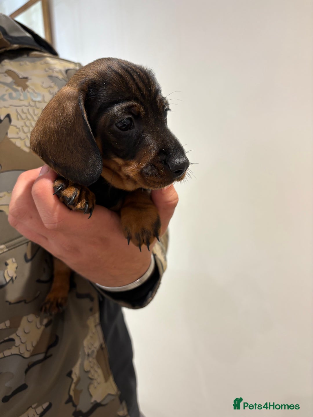 Dachshund dogs for sale: Last gorgeous girl!  ready now  - Image 5
