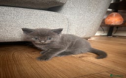 Maine Coon cats for sale: Maine Coon Kitten 4 - Beautiful big kittens! Maine coon x BSH kittens - Image 8