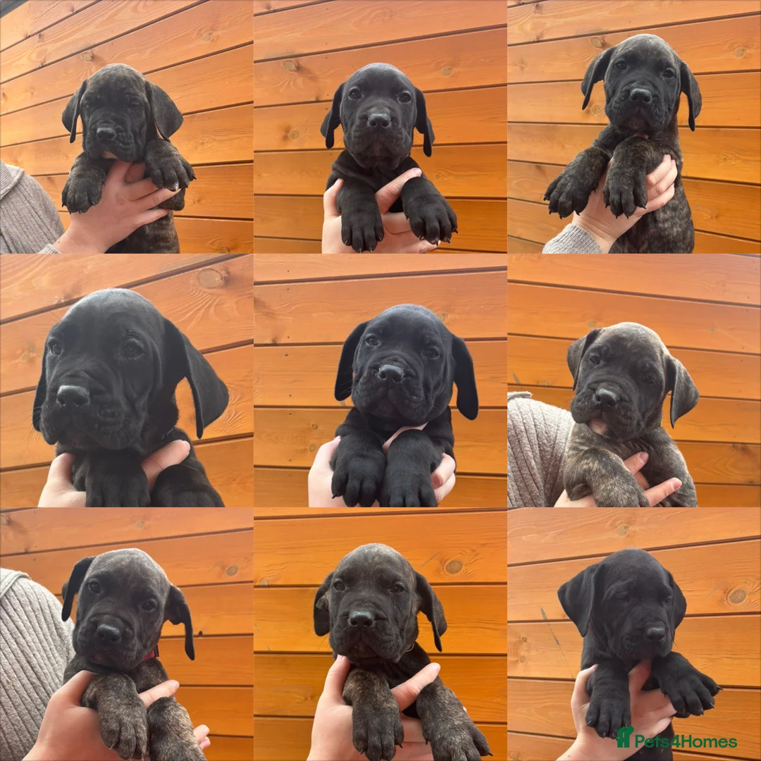 Presa Canario dogs for sale: Presa Canario puppies REDUCED  - Advert 1