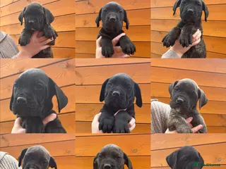 Presa Canario dogs Presa Canario puppies REDUCED - Advert 12