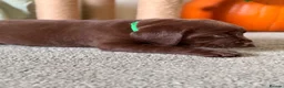 Labrador Retriever dogs for sale: Labrador chocolate silver puppies  - Advert 9