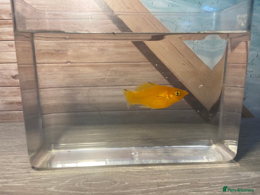 Mollies fish for sale: Broodstock Saffron Molly XL - Image 4
