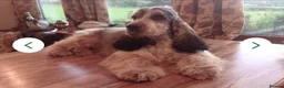 Cocker Spaniel dogs for sale: A STUNNING LITTER OF SHOW COCKERS - Advert 8