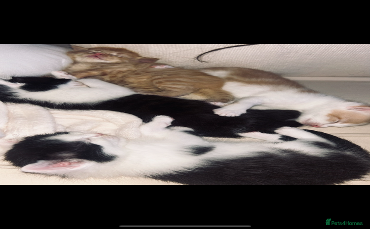 British Shorthair cats - Advert 2