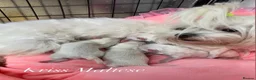 Maltese dogs for sale: ✨Outstanding kc registered Korean Maltese puppies✨ - Advert 2