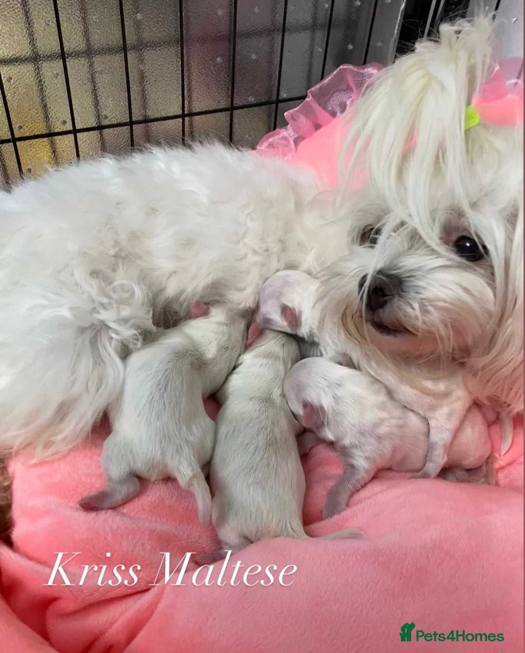 Maltese dogs for sale: ✨Outstanding kc registered Korean Maltese puppies✨ - Advert 2