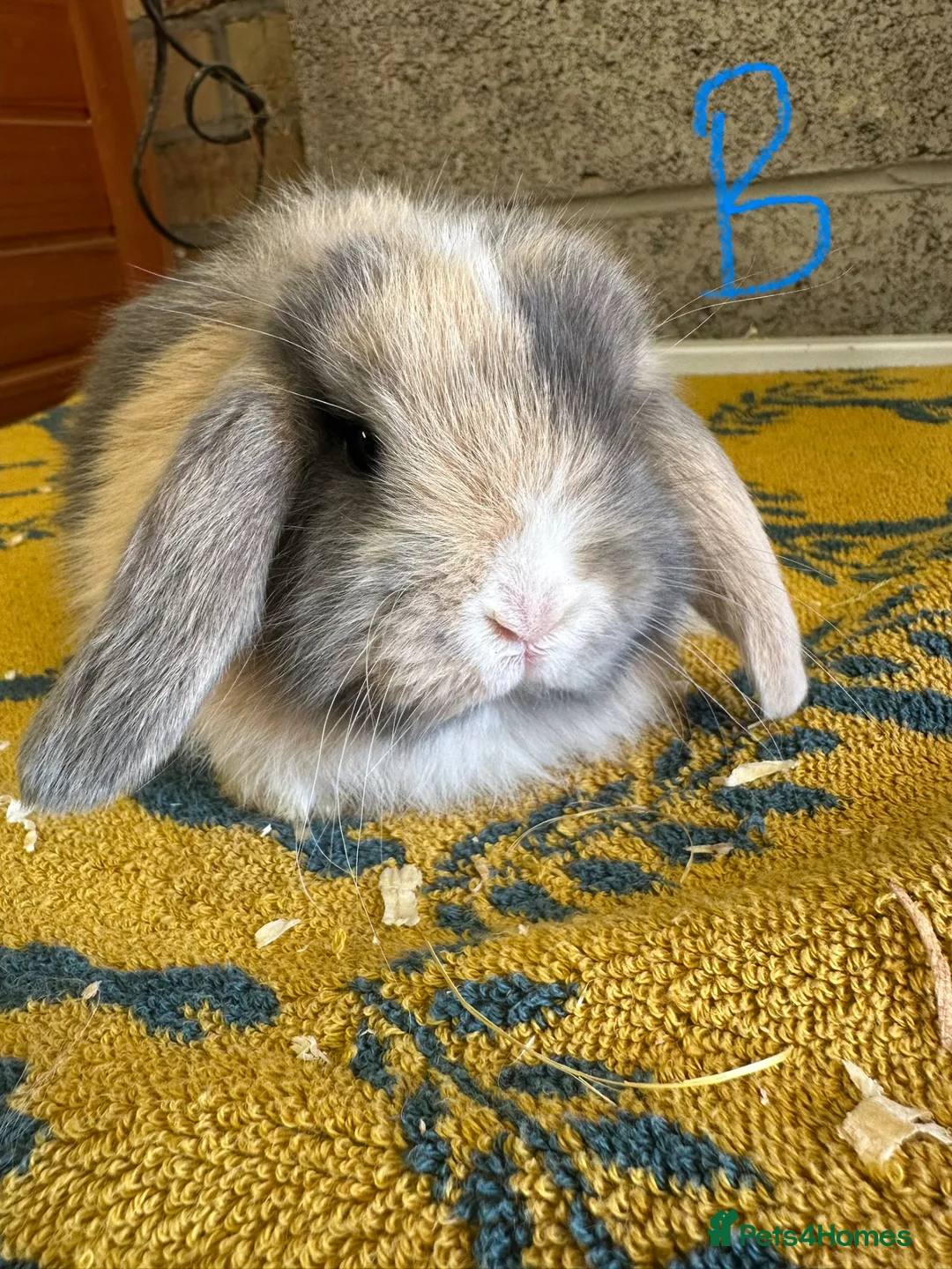 Mini Lop rabbits for sale: Mini Lop Rabbits For Sale  - Advert 1