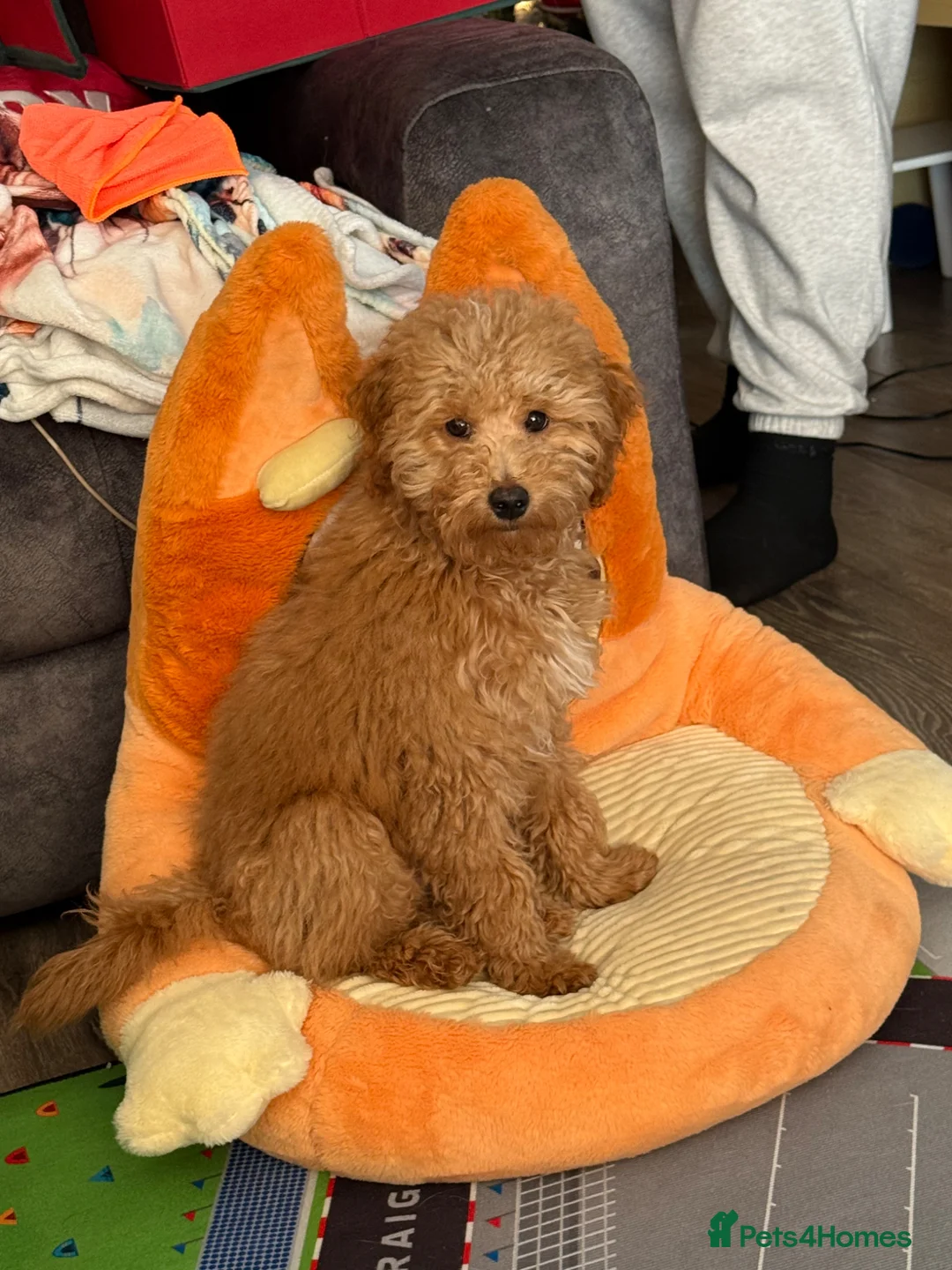 Maltipoo dogs for sale: Maltipoo  - Advert 2