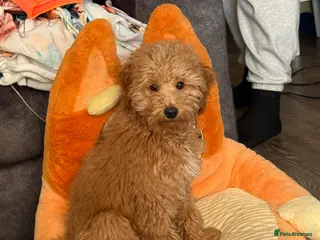 Maltipoo dogs Maltipoo - Advert 1