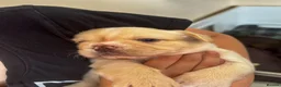 French Bulldog dogs for sale: Gorgeous Visual Fluffy French Bulldog Puppies - Advert 1