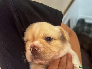 French Bulldog dogs Gorgeous Visual Fluffy French Bulldog Puppies - Advert 16