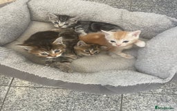 Mixed Breed cats for sale: Beautiful Kittens inc Ginger Girl - Image 2