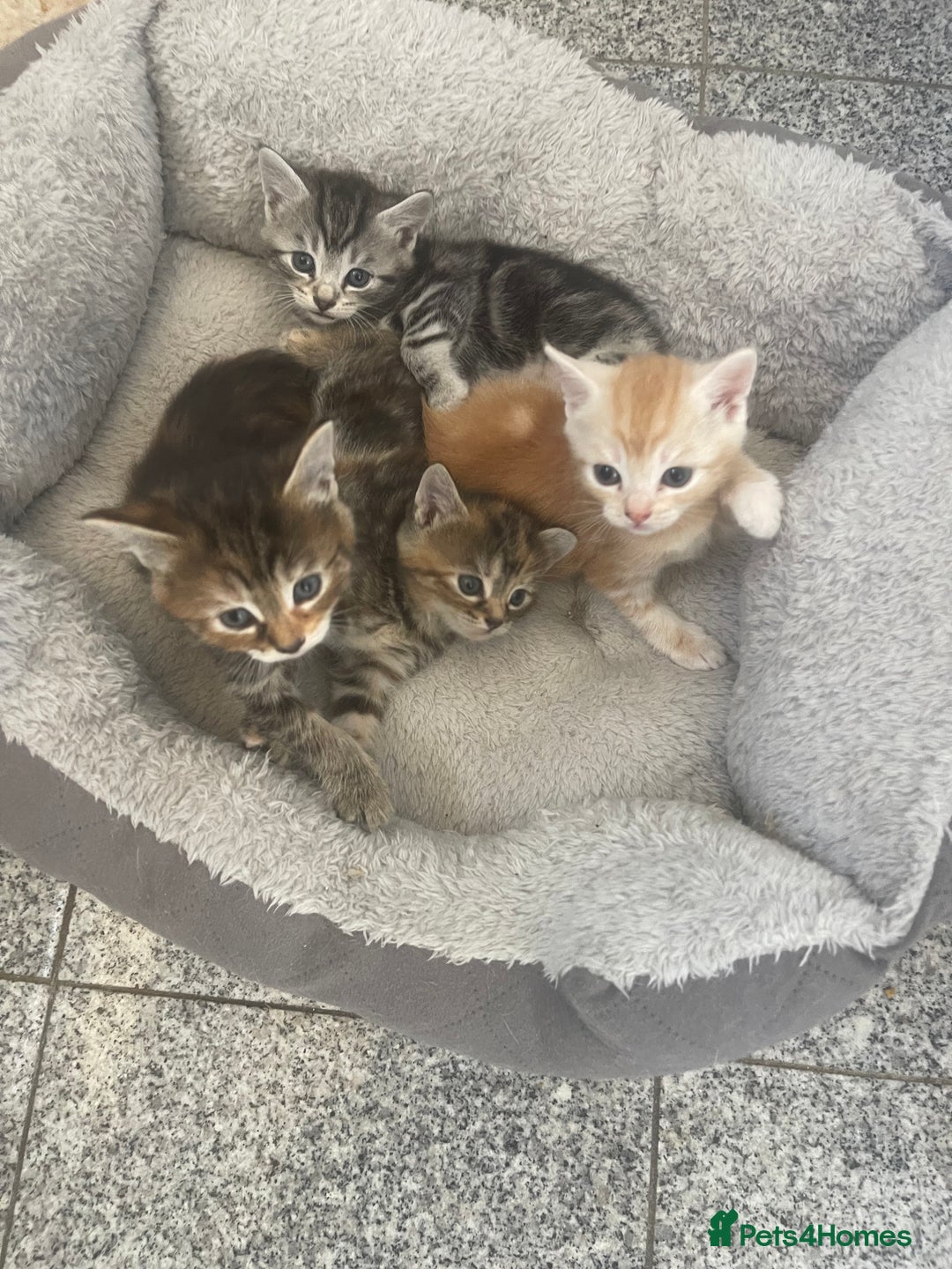 Mixed Breed cats for sale: Beautiful Kittens inc Ginger Girl - Image 2