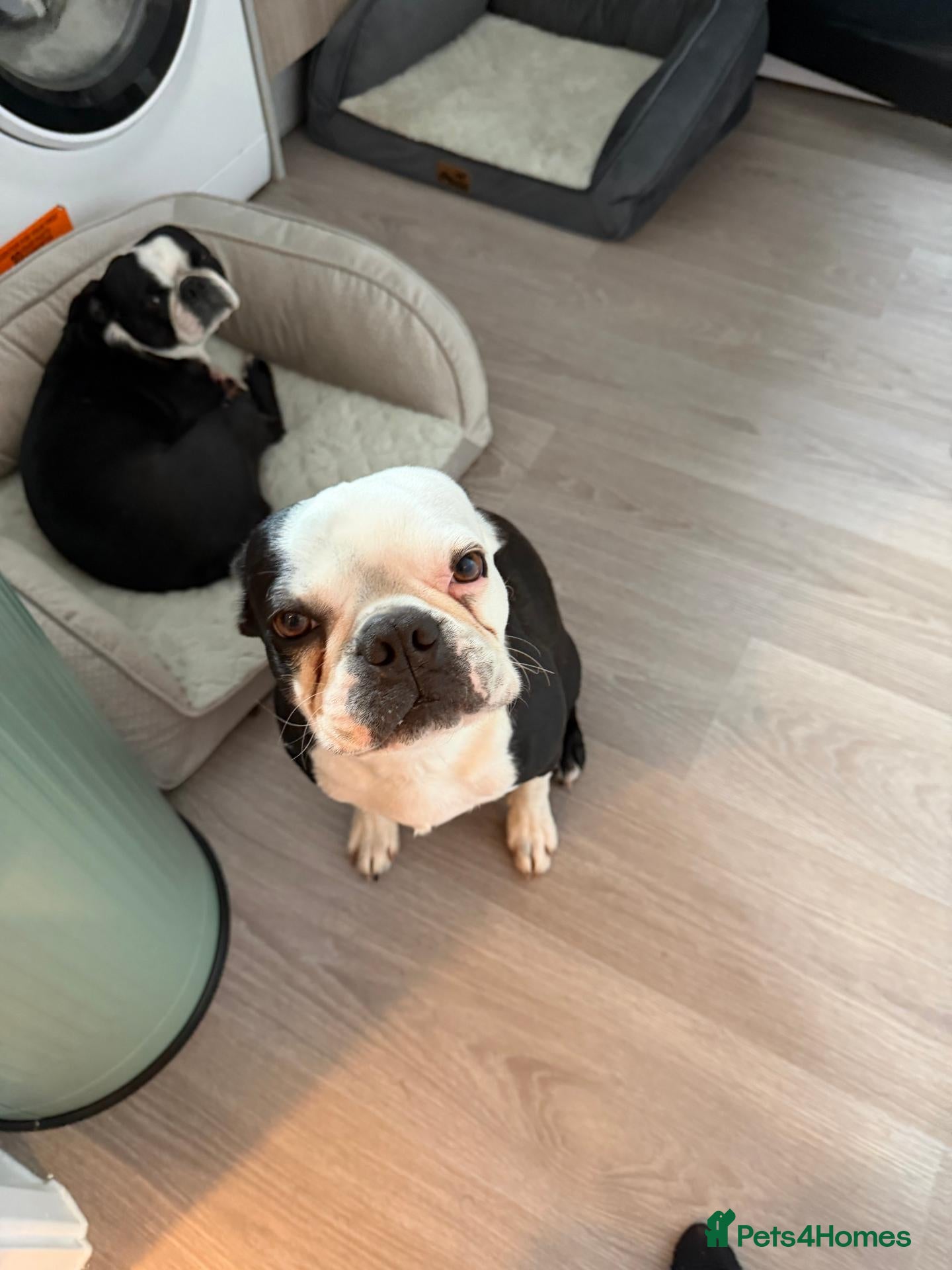 Boston Terrier dogs for sale: Boston terriers  - Advert 1