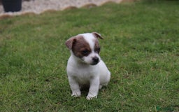 Jack Russell dogs for sale: Beautiful Jack Russell Puppies - Image 18