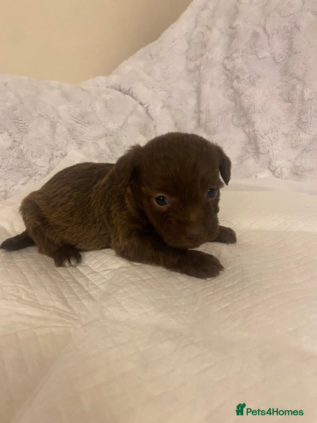 Jackapoo dogs for sale: Jackapoo puppies  - Advert 13