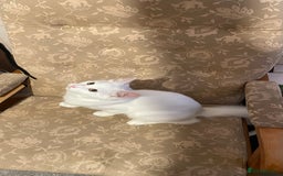 Siberian cats for sale: Siberian Male Kitten for Sale in London - Image 1