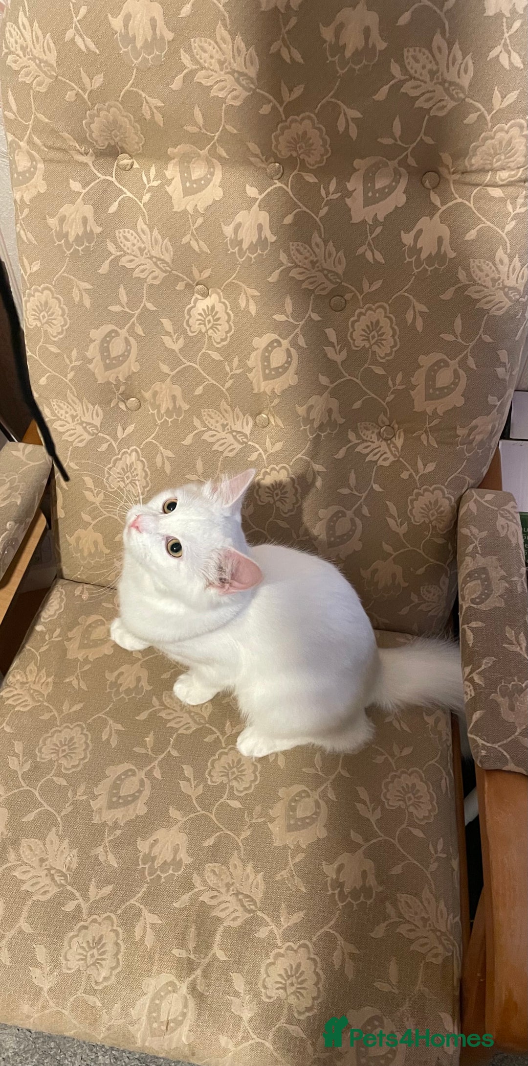 Siberian cats for sale: Siberian Male Kitten for Sale in London - Image 1