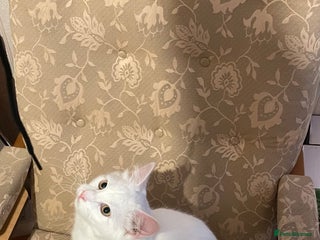 Siberian cats in London - Advert 2