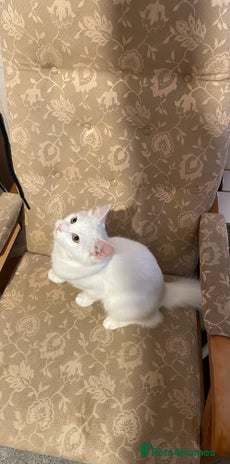 Siberian cats in London - Advert 1